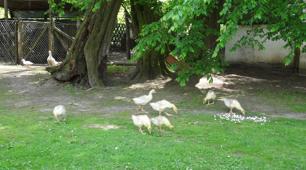 Bildtitel: Eichendorfer MĂŒhle (19), Landwirtschaft auf dem MĂŒhlengelĂ€nde FotoNummer: 5601 Bundesland: Brandenburg Schutzgebiet 1: Naturpark(NP) "Naturpark MĂ€rkische Schweiz" Gebiets-Nummer: 3450-701 Schutzgebiet 2: Landschaftsschutzgebiet(LSG) "Naturpark MĂ€rkische Schweiz" Gebiets-Nummer: 3450-601 Schutzgebiet 3: Fauna-Flora-Habitat-Gebiet (FFH) "SchermĂŒtzelsee" Gebiets-Nummer: DE 3450-307 Schutzgebiet 4: Special Protection Area (Vogelschutzgebiet) (SPA) "MĂ€rkische Schweiz" Gebiets-Nummer: DE DE 3450-401 Schutzgebiet 5: Naturschutzgebiet (NSG) "Stobbertal" Gebiets-Nummer: 3450-501 Ortsangabe: Im Hof des MĂŒhlengelĂ€ndes)