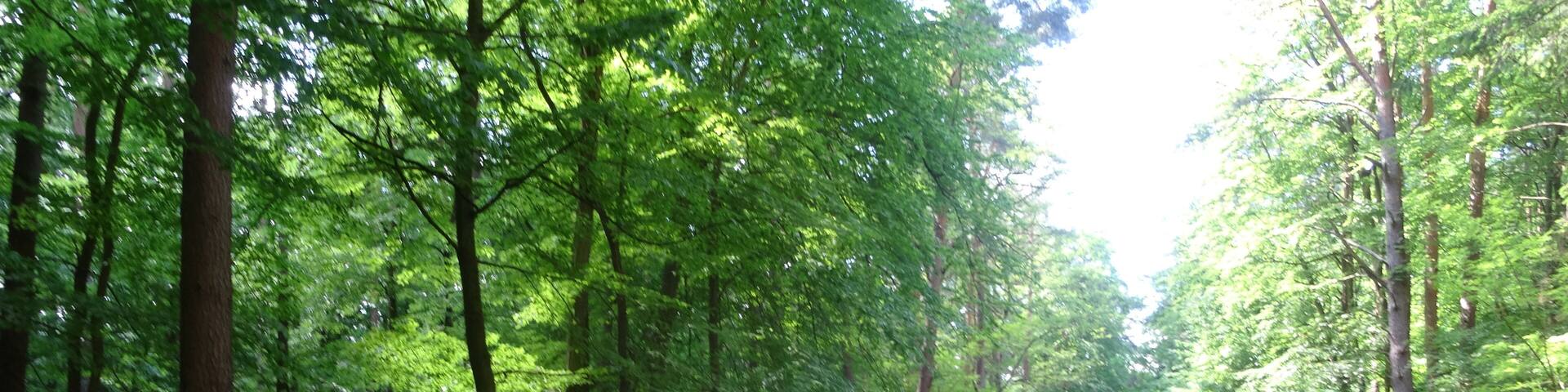 Bildtitel: Eichendorfer MĂŒhle (05), Holzwirtschaft im Naturschutzgebiet FotoNummer: 5510 Bundesland: Brandenburg Schutzgebiet 1: Naturpark(NP) "Naturpark MĂ€rkische Schweiz" Gebiets-Nummer: 3450-701 Schutzgebiet 2: Landschaftsschutzgebiet(LSG) "Naturpark MĂ€rkische Schweiz" Gebiets-Nummer: 3450-601 Schutzgebiet 3: Fauna-Flora-Habitat-Gebiet (FFH) "SchermĂŒtzelsee" Gebiets-Nummer: DE 3450-307 Schutzgebiet 4: Special Protection Area (Vogelschutzgebiet) (SPA) "MĂ€rkische Schweiz" Gebiets-Nummer: DE DE 3450-401 Schutzgebiet 5: Naturschutzgebiet (NSG) "Stobbertal" Gebiets-Nummer: 3450-501 Ortsangabe: SandstraĂe Richtung Stobbertal