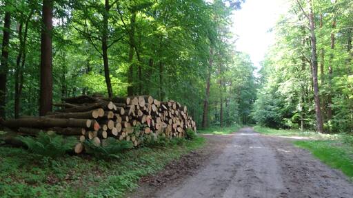 Bildtitel: Eichendorfer Mühle (05), Holzwirtschaft im Naturschutzgebiet FotoNummer: 5510 Bundesland: Brandenburg Schutzgebiet 1: Naturpark(NP) "Naturpark Märkische Schweiz" Gebiets-Nummer: 3450-701 Schutzgebiet 2: Landschaftsschutzgebiet(LSG) "Naturpark Märkische Schweiz" Gebiets-Nummer: 3450-601 Schutzgebiet 3: Fauna-Flora-Habitat-Gebiet (FFH) "Schermützelsee" Gebiets-Nummer: DE 3450-307 Schutzgebiet 4: Special Protection Area (Vogelschutzgebiet) (SPA) "Märkische Schweiz" Gebiets-Nummer: DE DE 3450-401 Schutzgebiet 5: Naturschutzgebiet (NSG) "Stobbertal" Gebiets-Nummer: 3450-501 Ortsangabe: Sandstraße Richtung Stobbertal