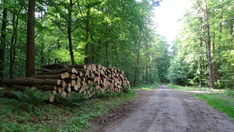 A dirt road flanked by dense green forest and a stack of cut logs.