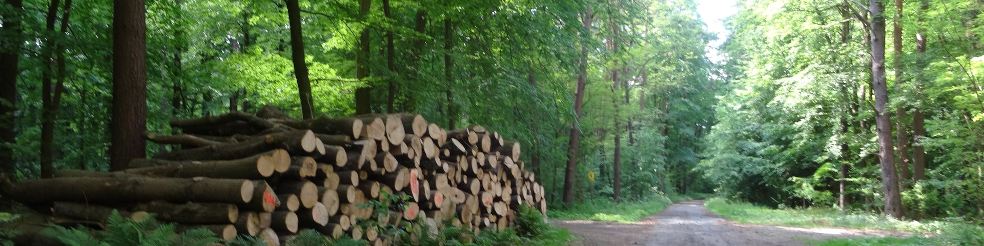 Bildtitel: Eichendorfer Mühle (05), Holzwirtschaft im Naturschutzgebiet FotoNummer: 5510 Bundesland: Brandenburg Schutzgebiet 1: Naturpark(NP) "Naturpark Märkische Schweiz" Gebiets-Nummer: 3450-701 Schutzgebiet 2: Landschaftsschutzgebiet(LSG) "Naturpark Märkische Schweiz" Gebiets-Nummer: 3450-601 Schutzgebiet 3: Fauna-Flora-Habitat-Gebiet (FFH) "Schermützelsee" Gebiets-Nummer: DE 3450-307 Schutzgebiet 4: Special Protection Area (Vogelschutzgebiet) (SPA) "Märkische Schweiz" Gebiets-Nummer: DE DE 3450-401 Schutzgebiet 5: Naturschutzgebiet (NSG) "Stobbertal" Gebiets-Nummer: 3450-501 Ortsangabe: Sandstraße Richtung Stobbertal