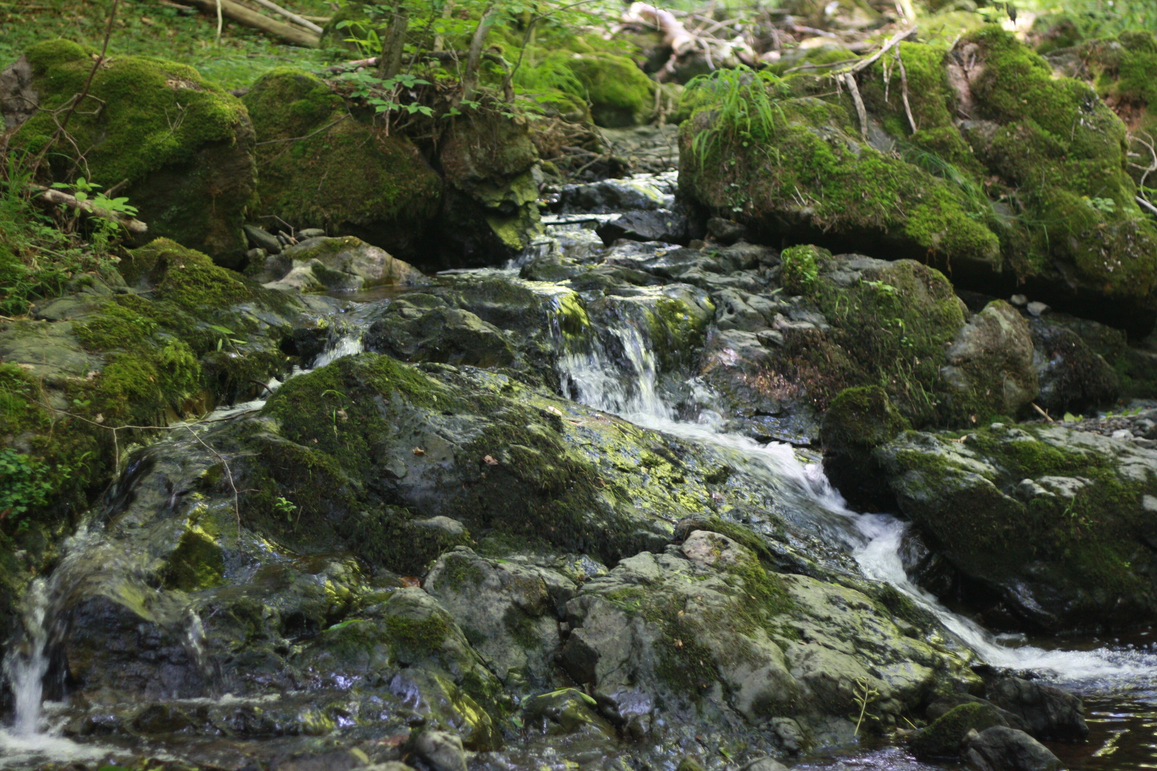 Wanderung Harz - Rund um Zorge - Sprakelbach