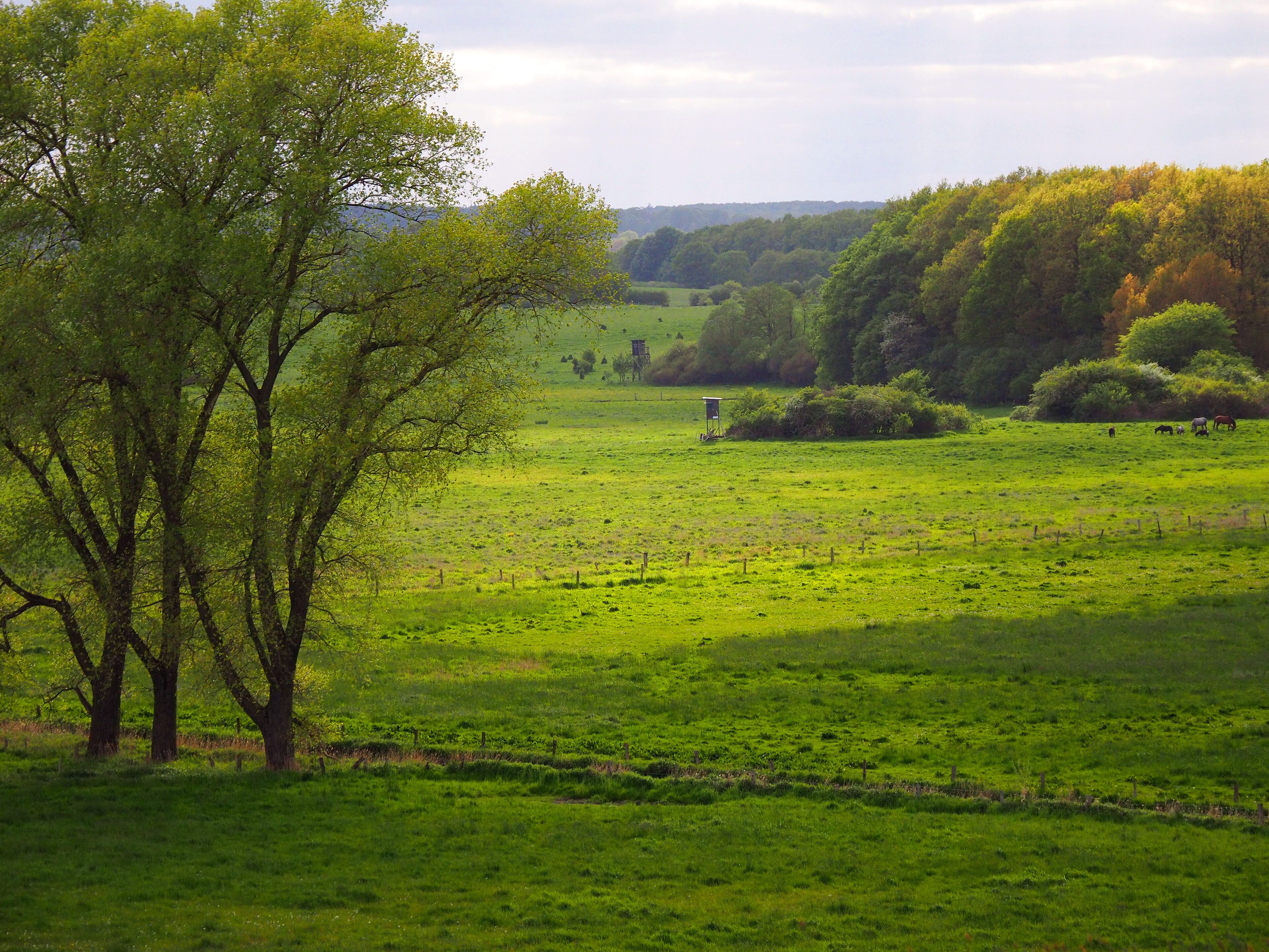 A lush green field with a large tree in the foreground and a small structure in the distance.