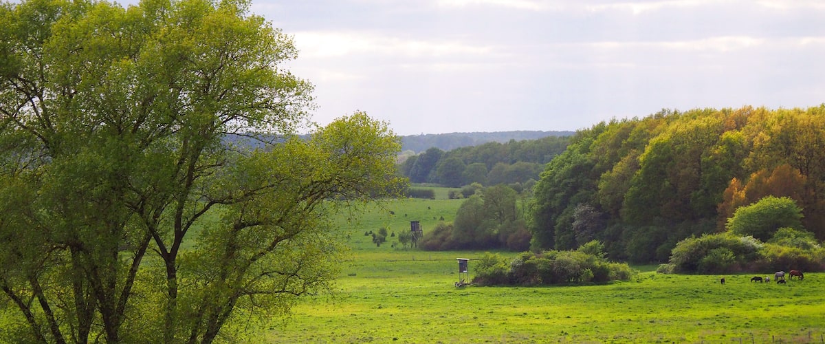 A lush green field with a large tree in the foreground and a small structure in the distance.