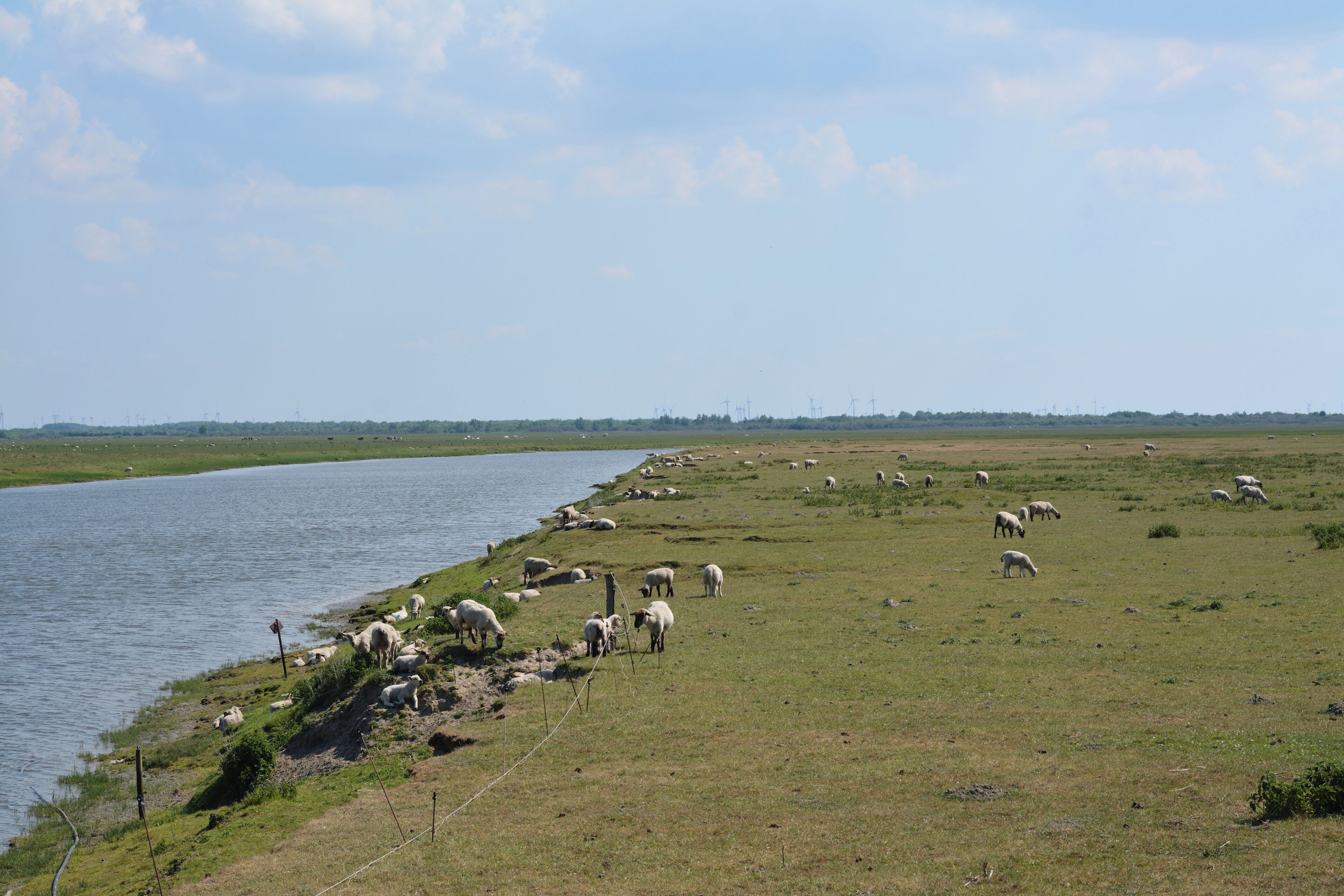 A riverbank with grazing sheep and a distant wind farm.