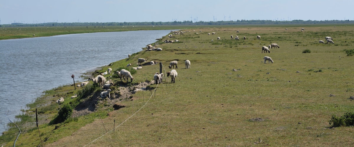 A riverbank with grazing sheep and a distant wind farm.