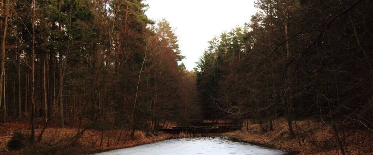 A frozen river surrounded by dense forest.