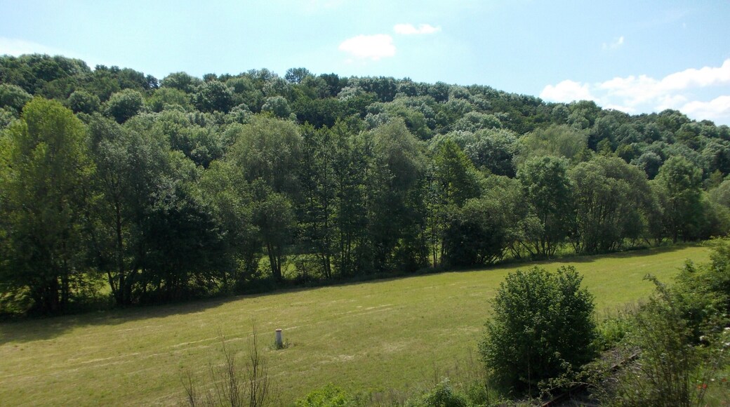 Kuckenburger Hagen nature reserve (Obhausen, district: Saalekreis, Saxony-Anhalt), the rails belong to the former Röblingen-Querfurt railway line
