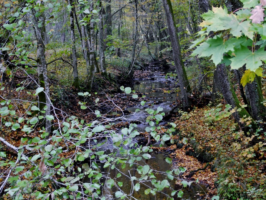 A forest stream surrounded by trees and fallen leaves.
