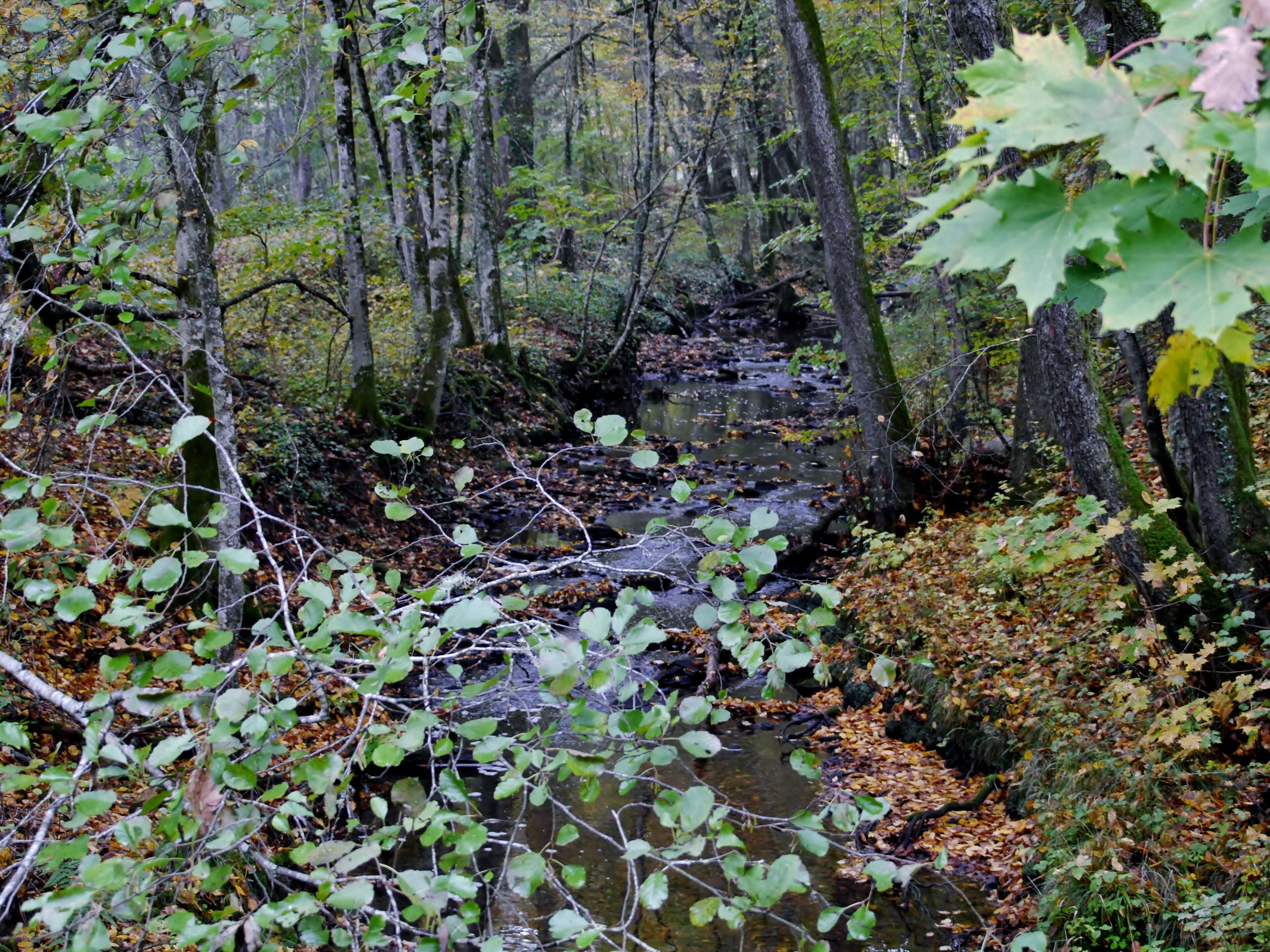 A forest stream surrounded by trees and fallen leaves.