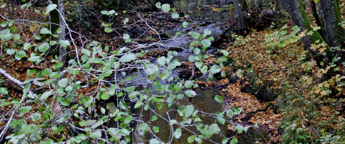 A forest stream surrounded by trees and fallen leaves.