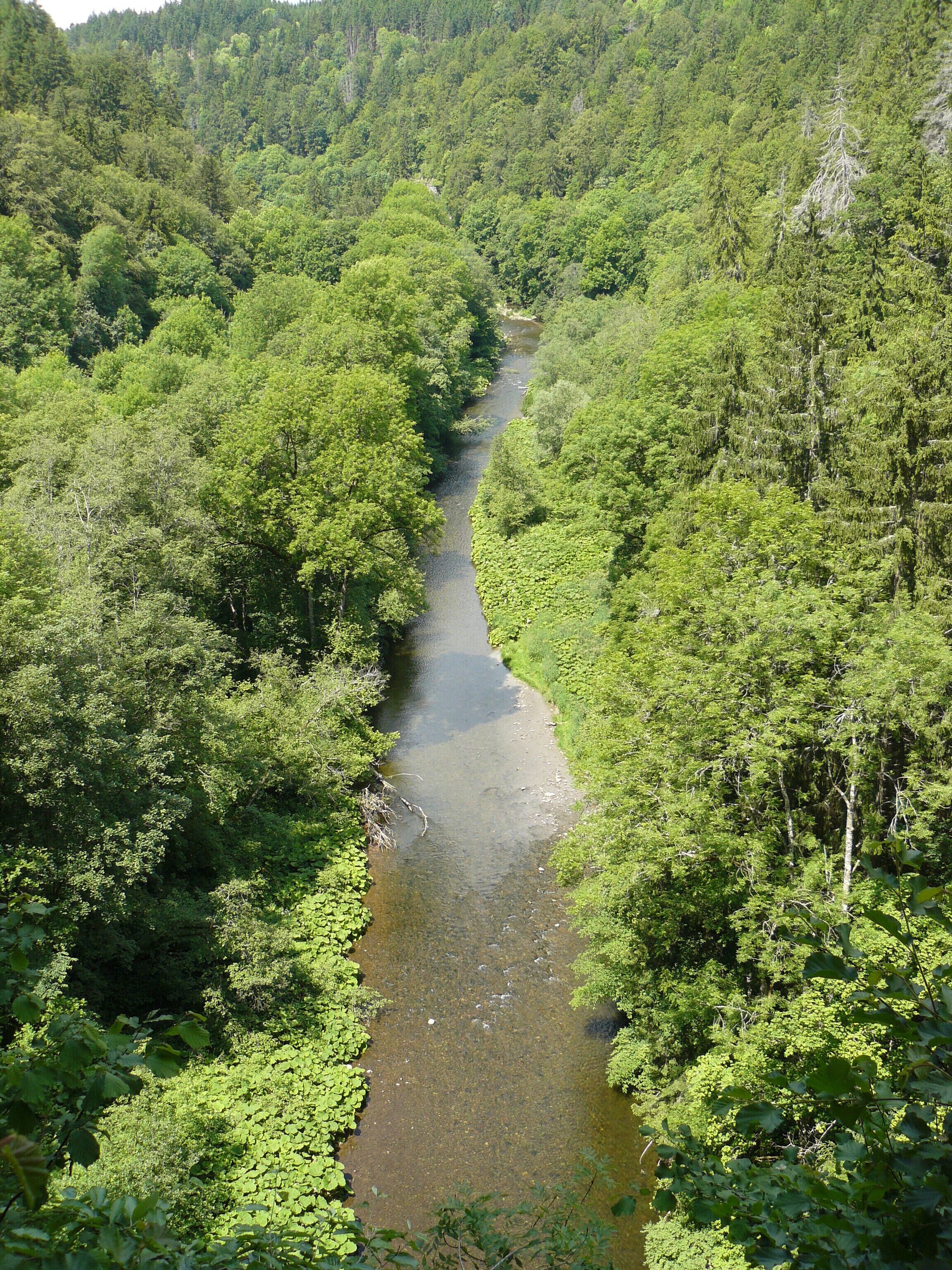 A river winding through a dense forest.