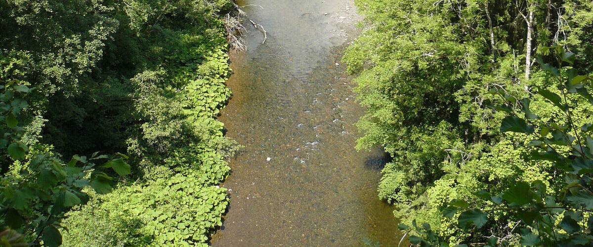A river winding through a dense forest.