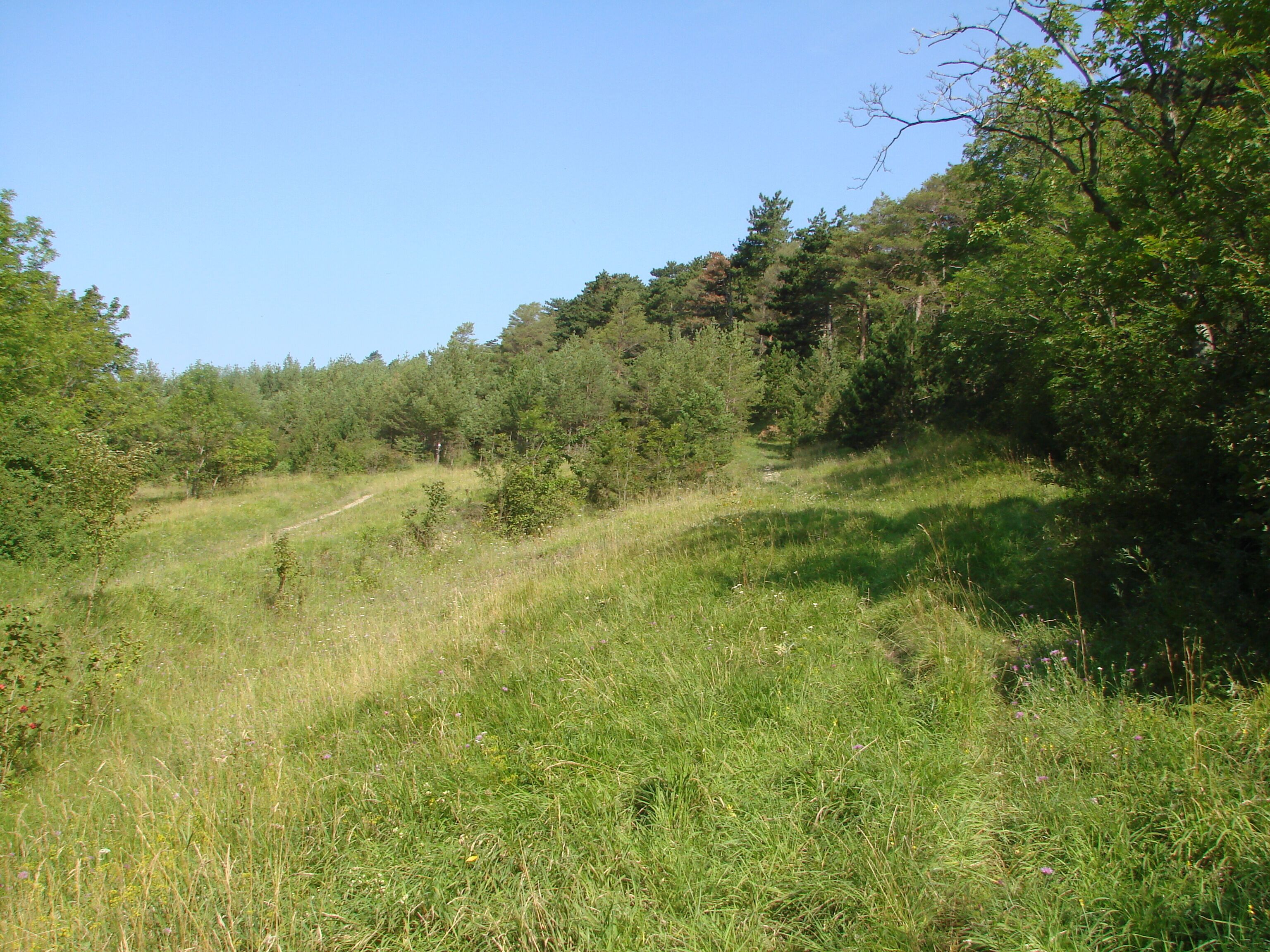 Sachenburgen seitliche Aufstieg zur Oberburg - Orchideengebiet