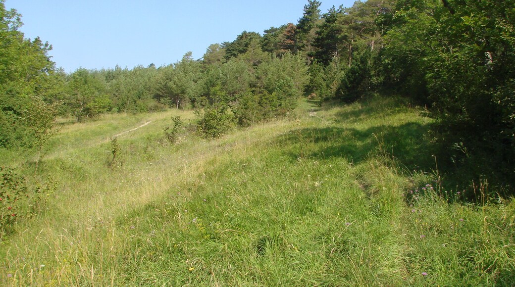 Sachenburgen seitliche Aufstieg zur Oberburg - Orchideengebiet