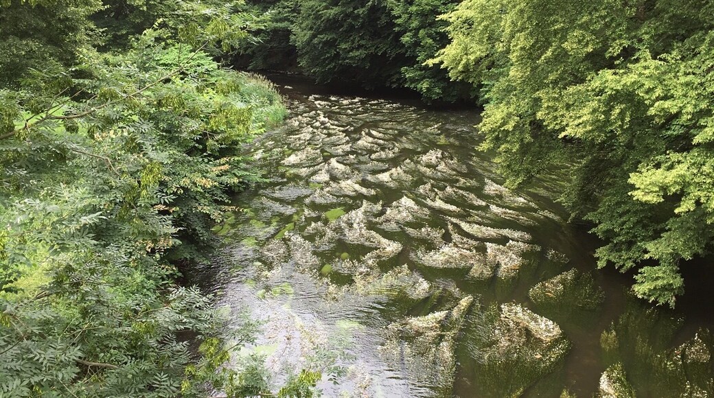 Germany, Saxony, nearby town Chemnitz on the little river Chemnitz on cycle track „Chemnitztalradweg“.
There are many flowers on the river. :)