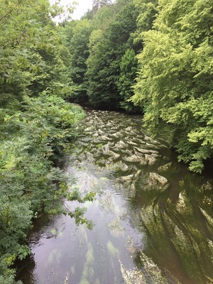 Germany, Saxony, nearby town Chemnitz on the little river Chemnitz on cycle track „Chemnitztalradweg“.
There are many flowers on the river. :)