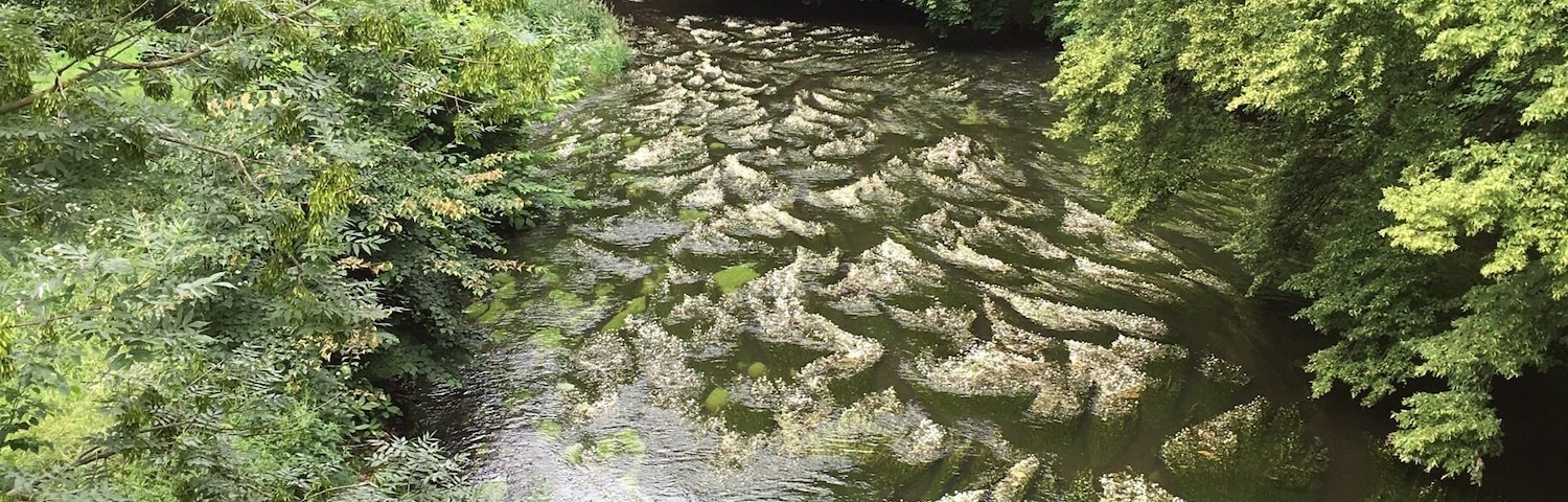 Germany, Saxony, nearby town Chemnitz on the little river Chemnitz on cycle track „Chemnitztalradweg“.
There are many flowers on the river. :)