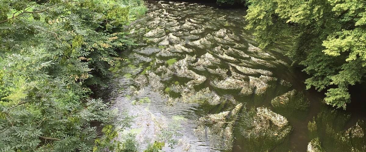A river surrounded by dense green foliage.