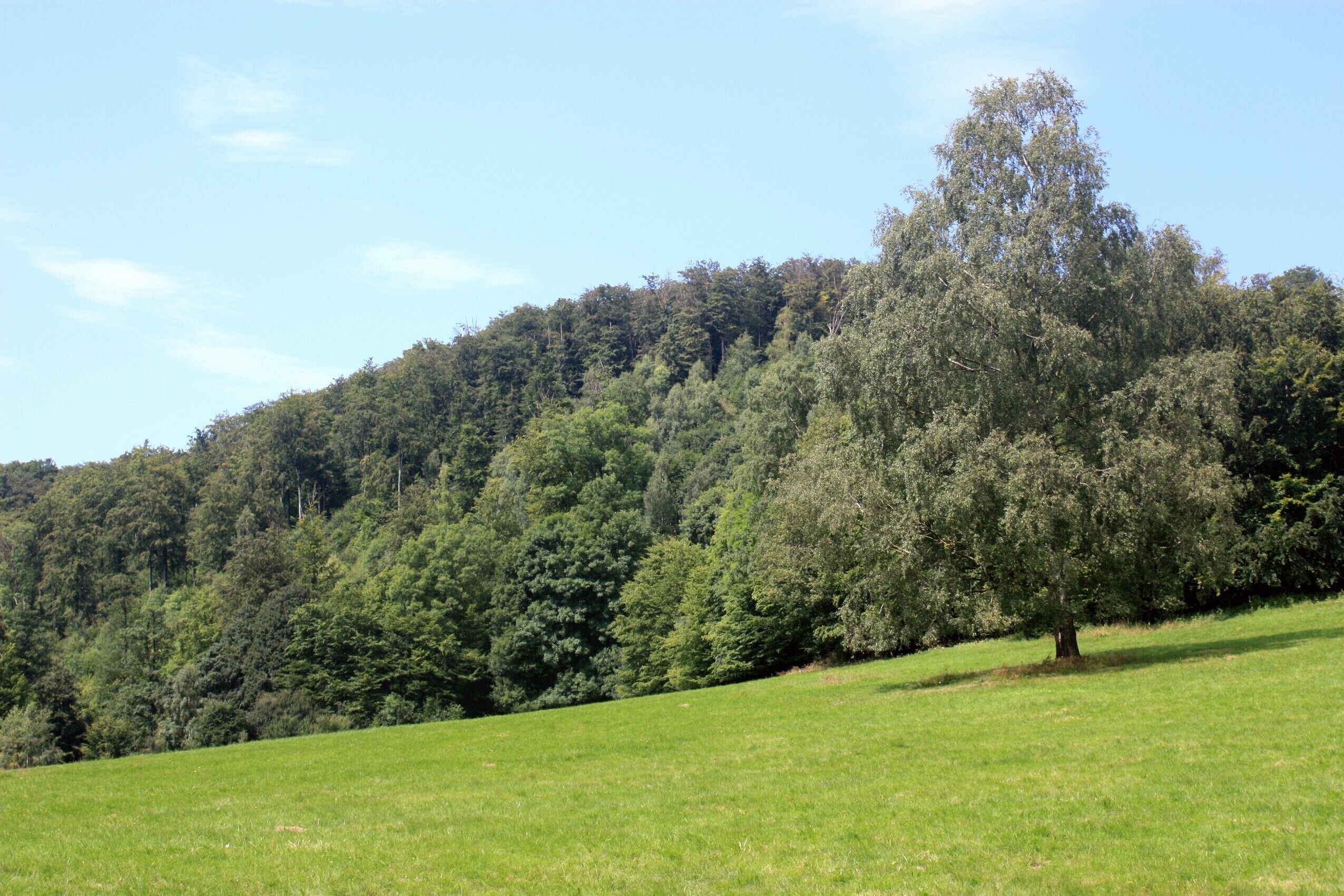 Ilfeld, forest meadow nearby Braunsteinhaus