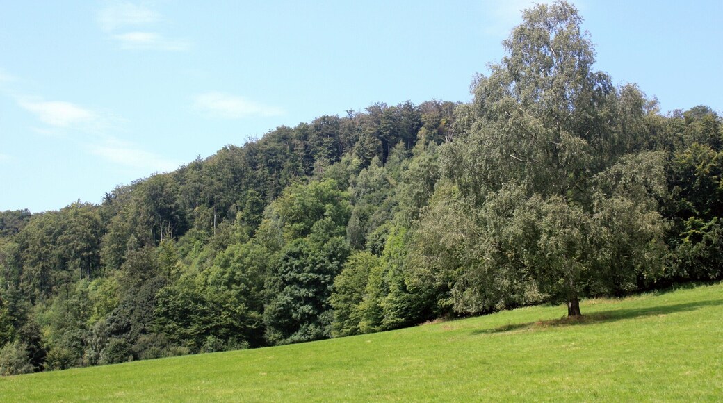 Ilfeld, forest meadow nearby Braunsteinhaus