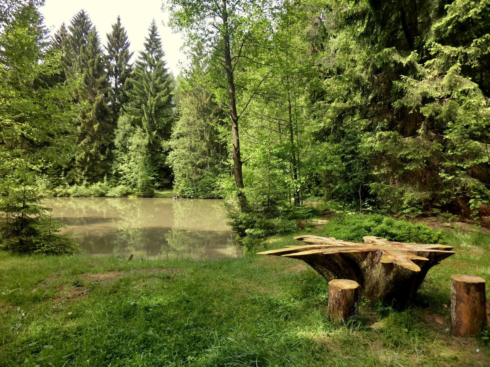 A serene forest with a pond, a wooden stump, and a fallen tree.