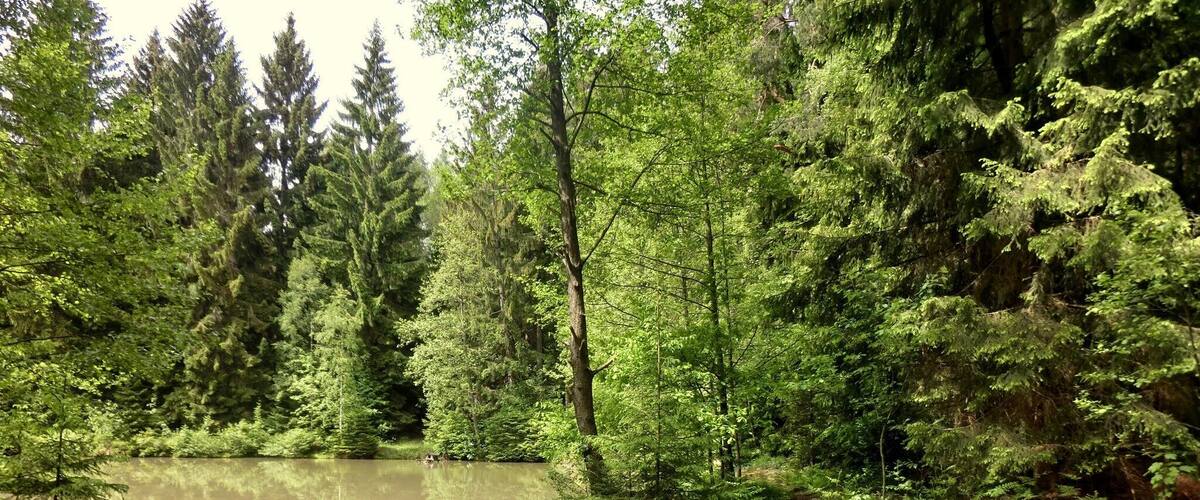 A serene forest with a pond, a wooden stump, and a fallen tree.