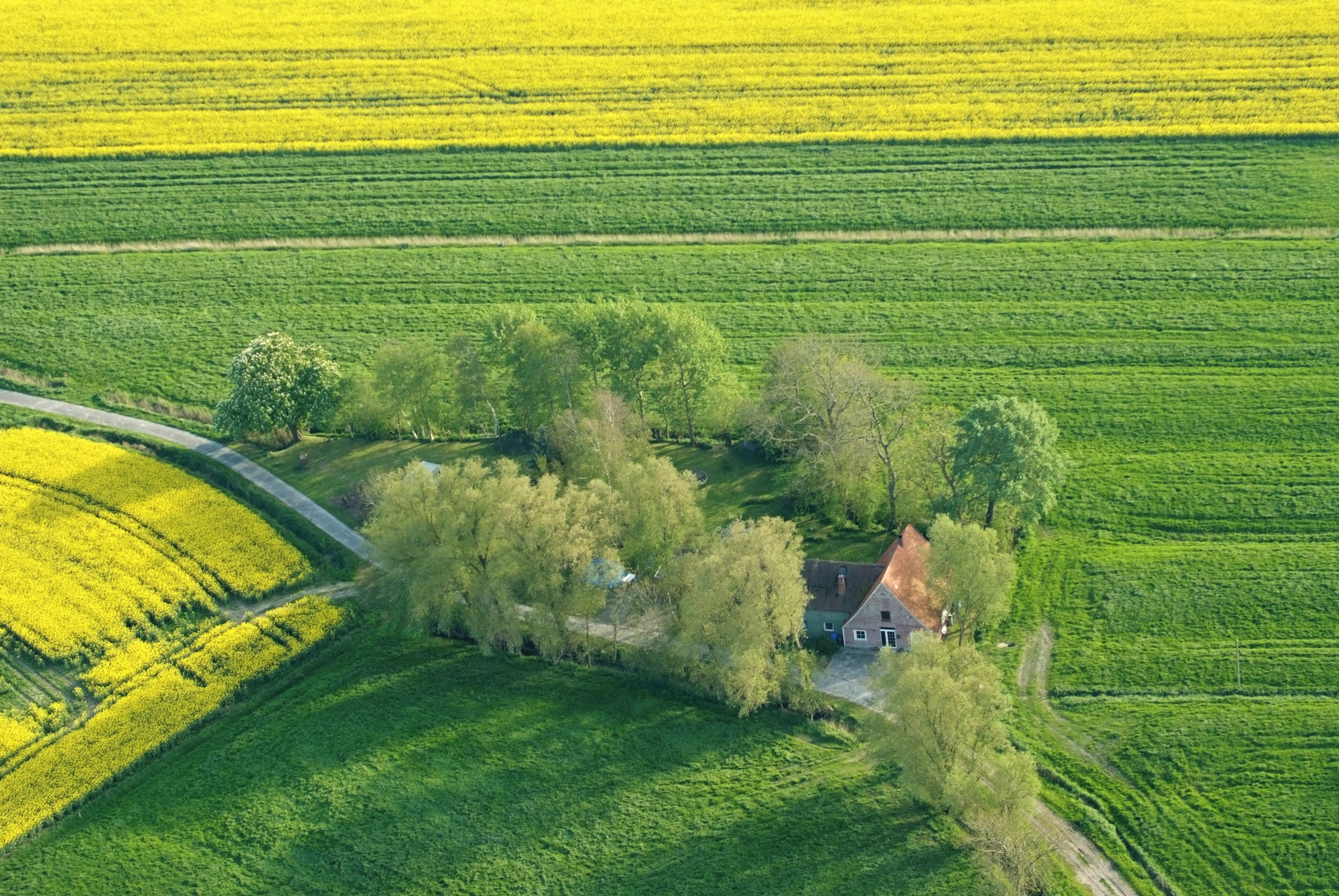An aerial view of a rural landscape with a house surrounded by lush green fields and a section of yellow flowering crops.