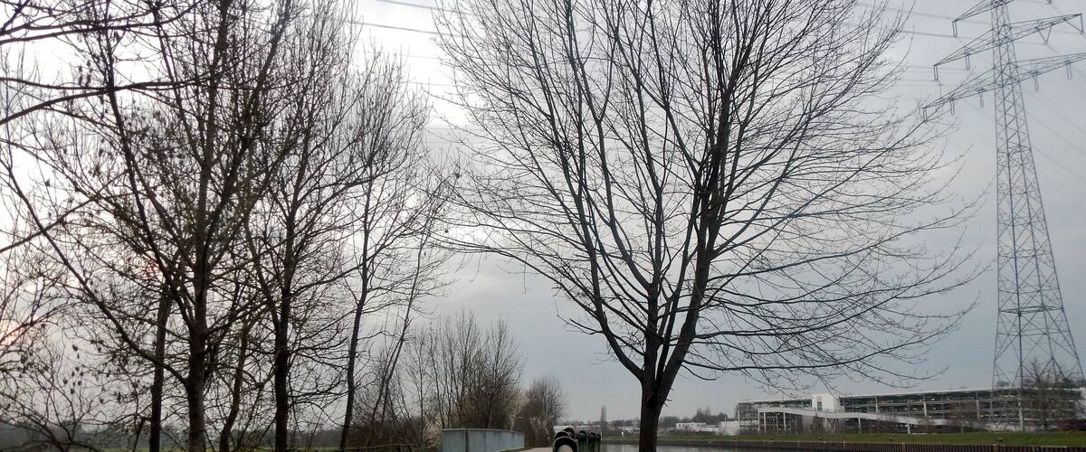 A pathway alongside a canal with leafless trees and a power line tower in the background.