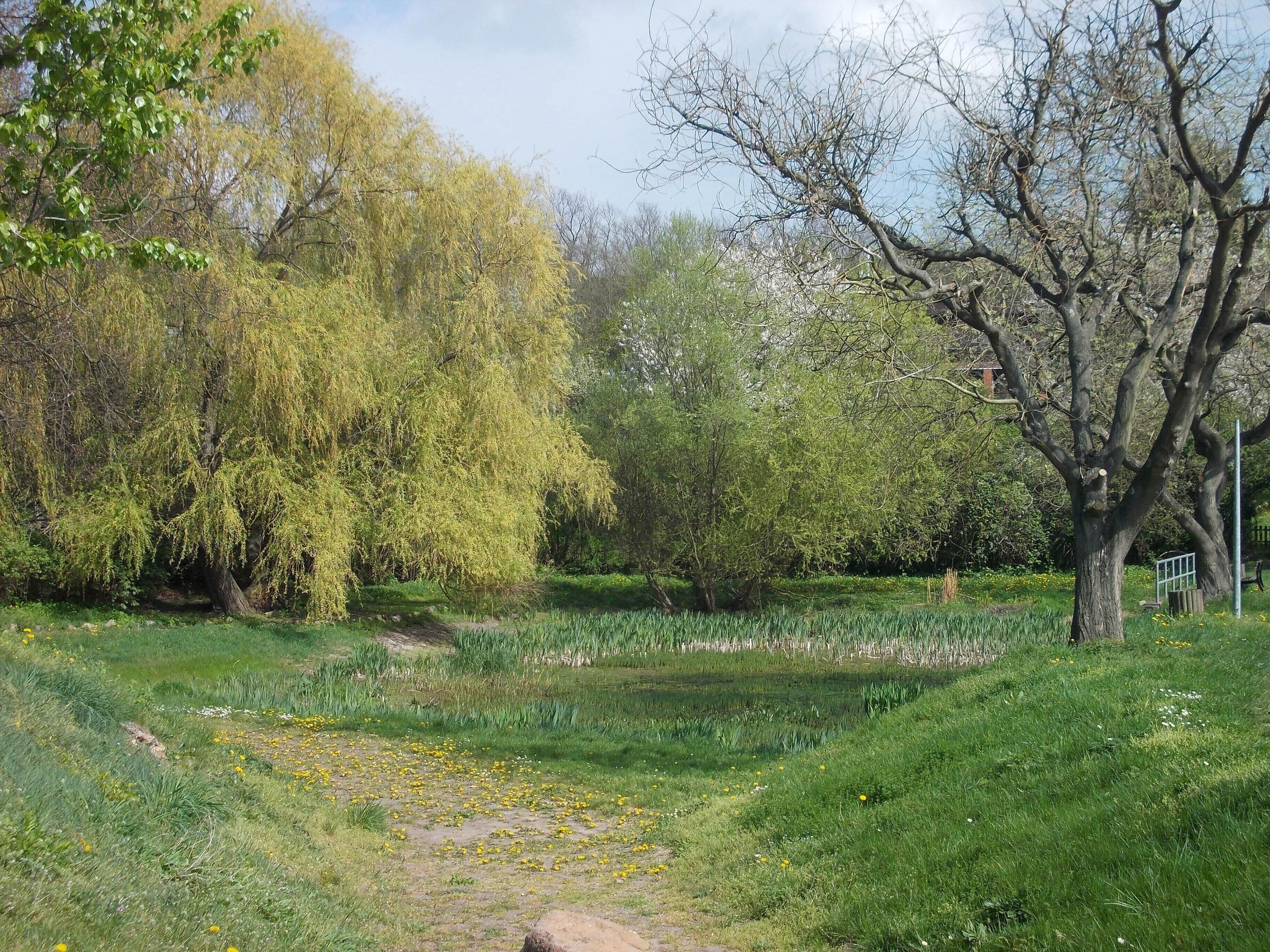 Pond in Nehlitz (Petersberg, district: Saalekreis, Saxony-Anhalt)
