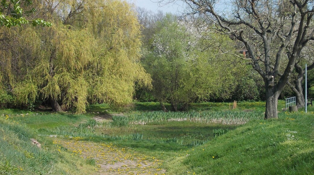 Pond in Nehlitz (Petersberg, district: Saalekreis, Saxony-Anhalt)