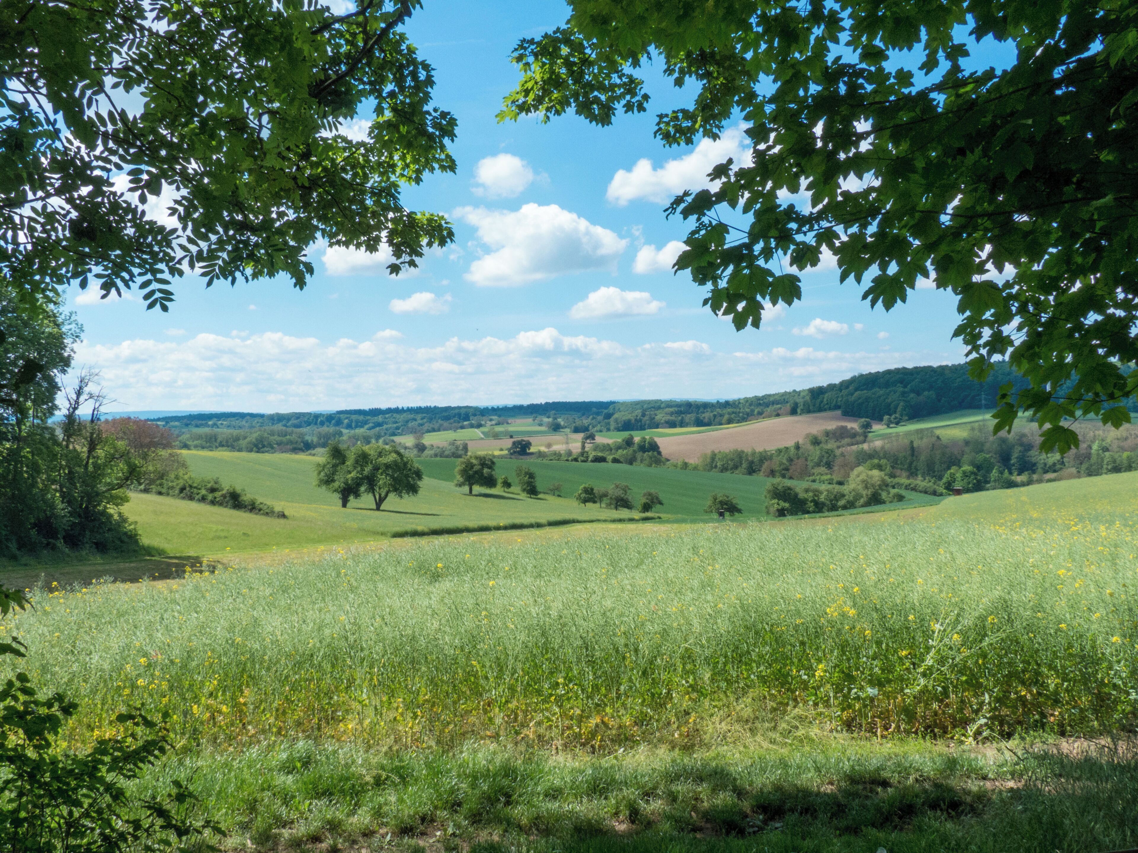 A lush green field with scattered trees and a clear blue sky.