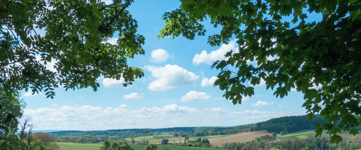 A lush green field with scattered trees and a clear blue sky.