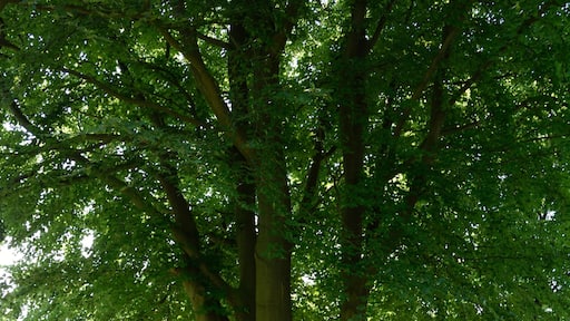 Un árbol con un letrero que dice 'Waldorf Astoria 2015'.