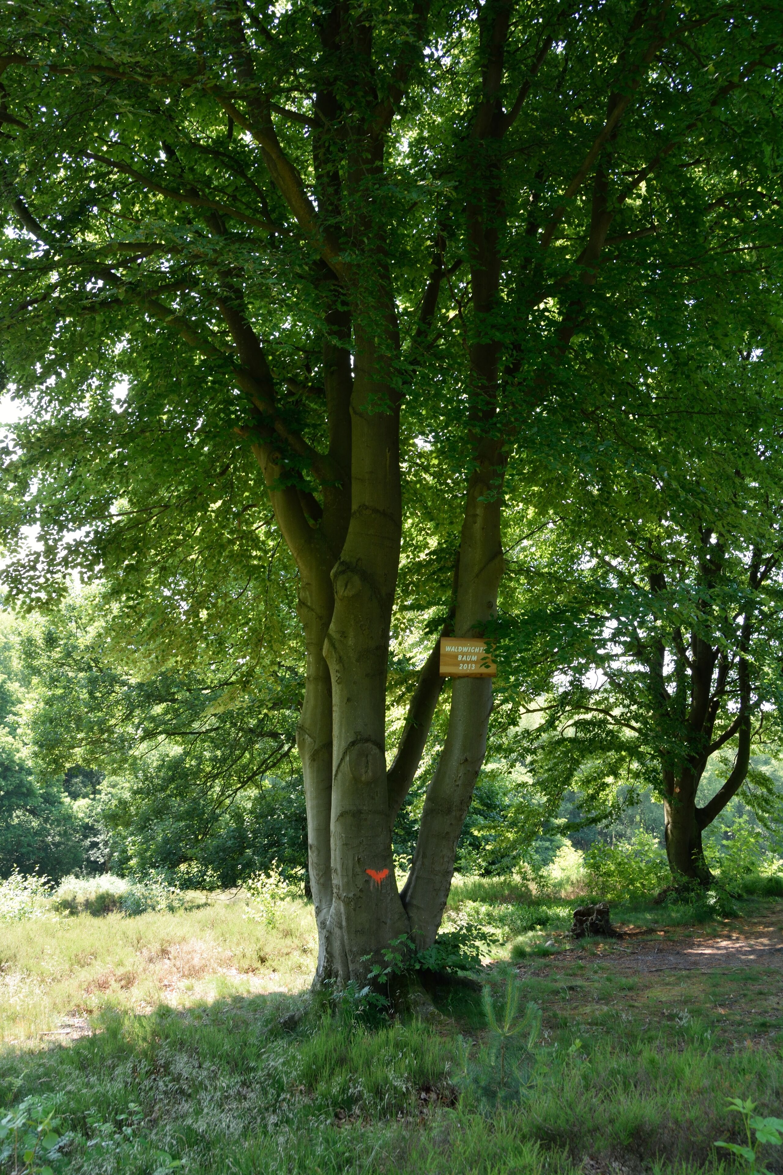 A tree with a sign that reads "Waldorf Astoria 2015".