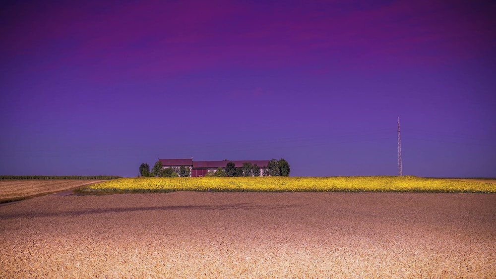 Un paysage rural avec un champ de fleurs jaunes, un bâtiment au toit rouge et une haute tour de communication.