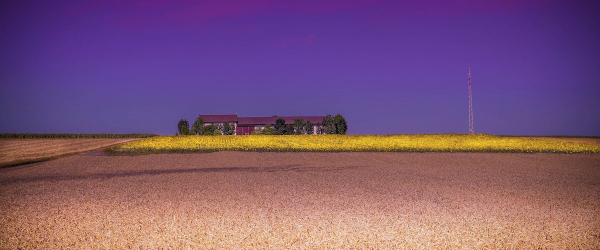 A rural landscape with a field of yellow flowers, a red-roofed building, and a tall communication tower.