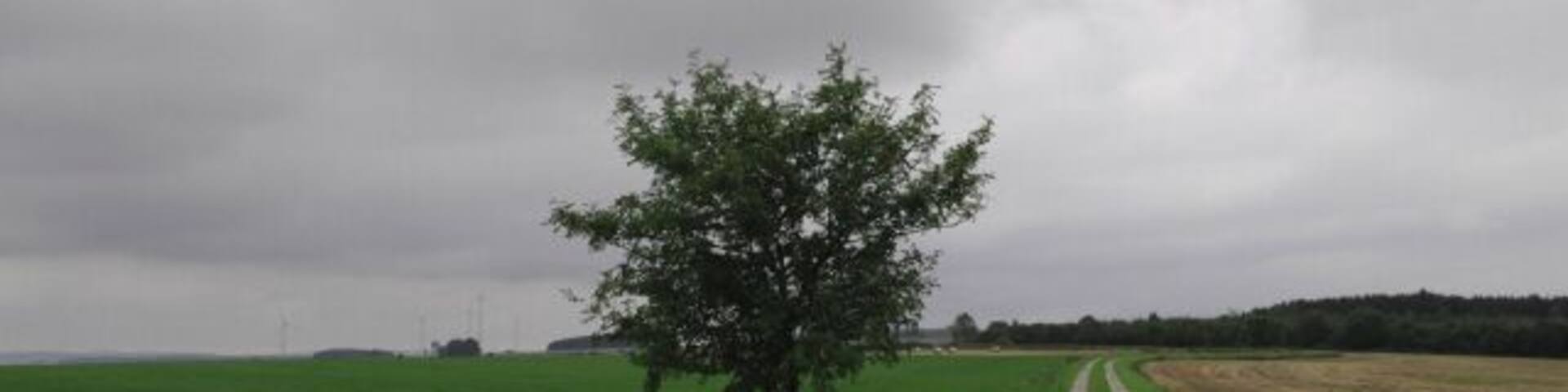 Kolonnenweg bei Grobau