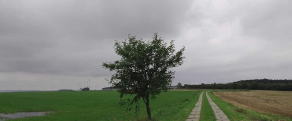 A rural landscape with a narrow paved path, a solitary tree, and expansive fields under a cloudy sky.