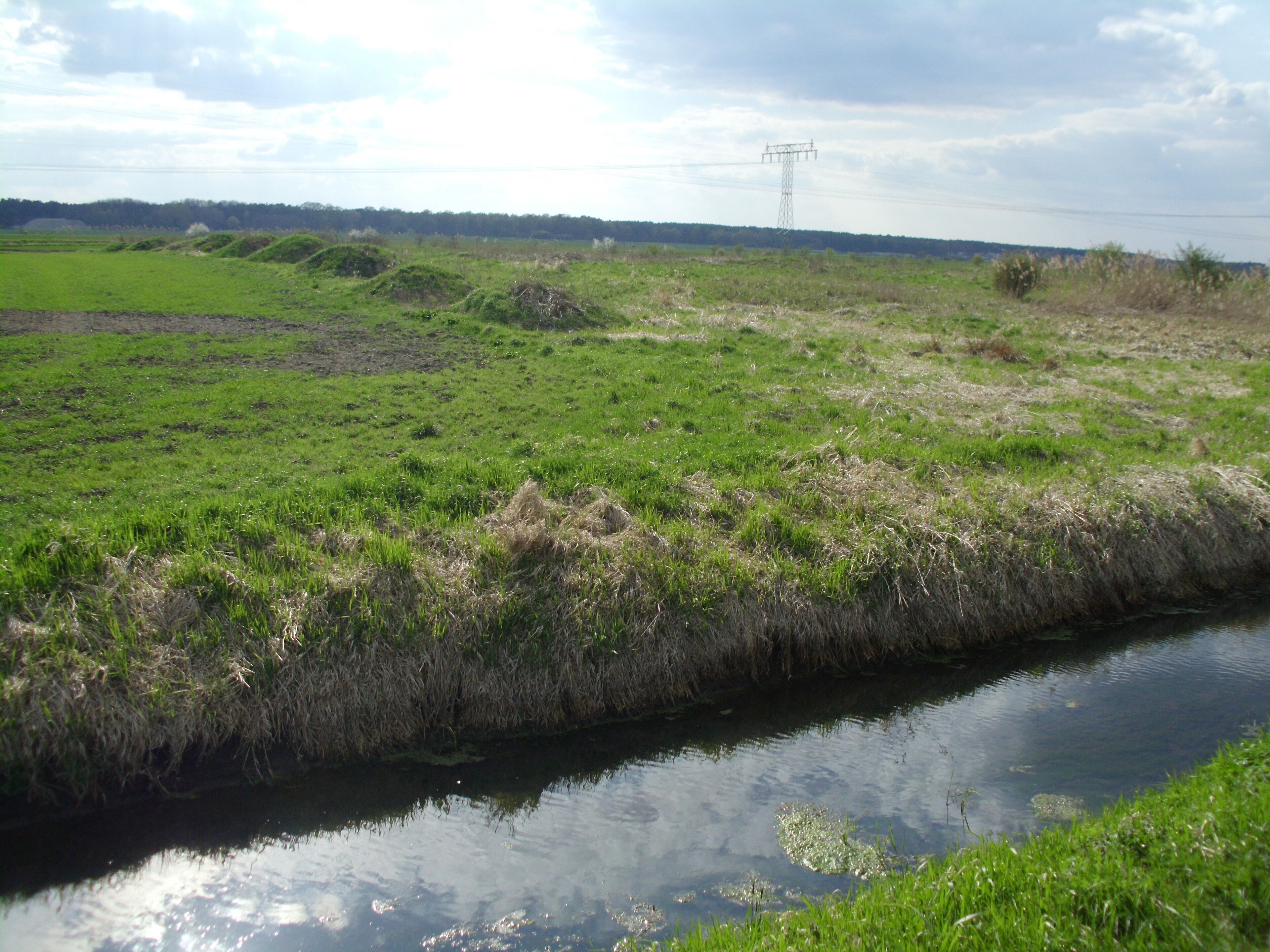 A river with grassy banks and a power line in the background.