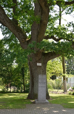 A large tree with a plaque in a park.
