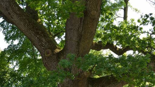 This image was uploaded as part of Wiki Loves Earth 2014.