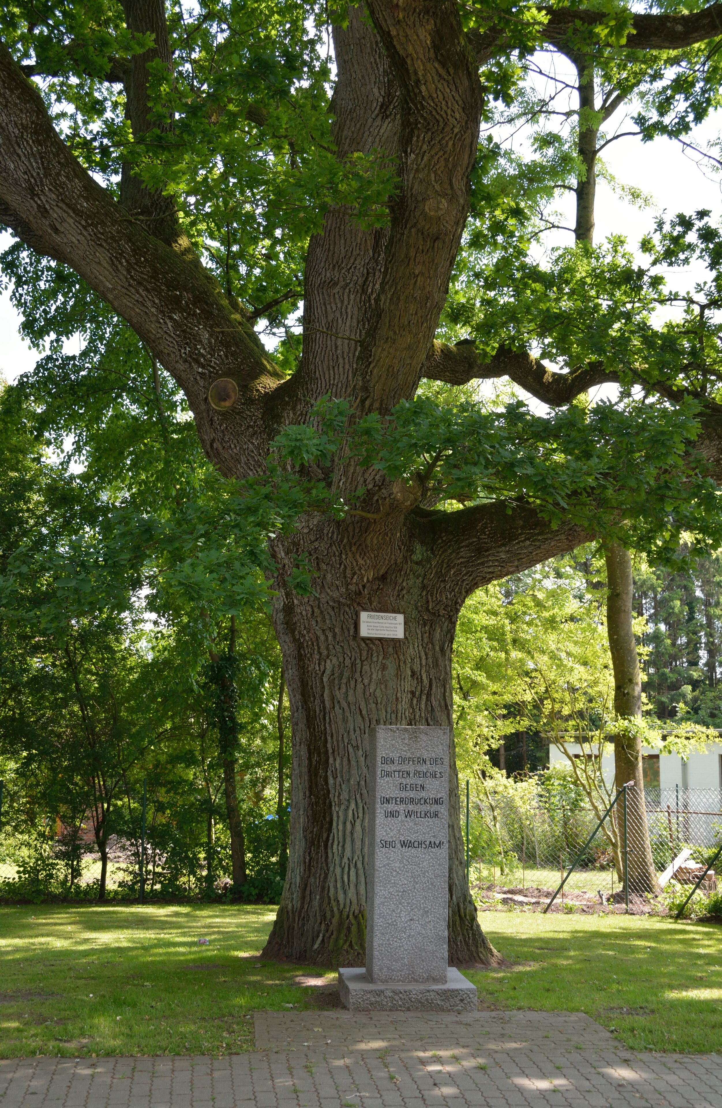 A large tree with a plaque in a park.