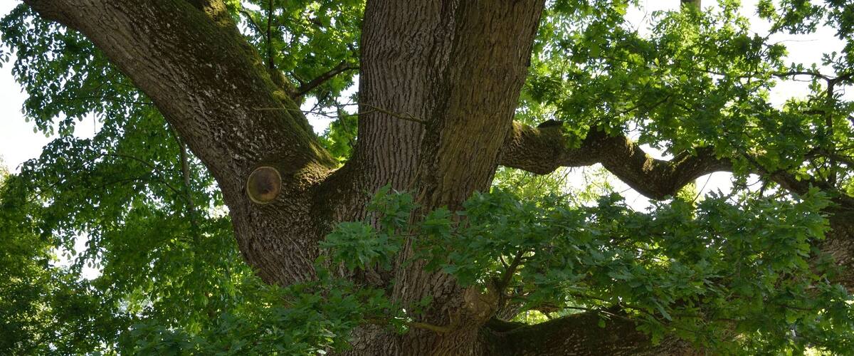 A large tree with a plaque in a park.