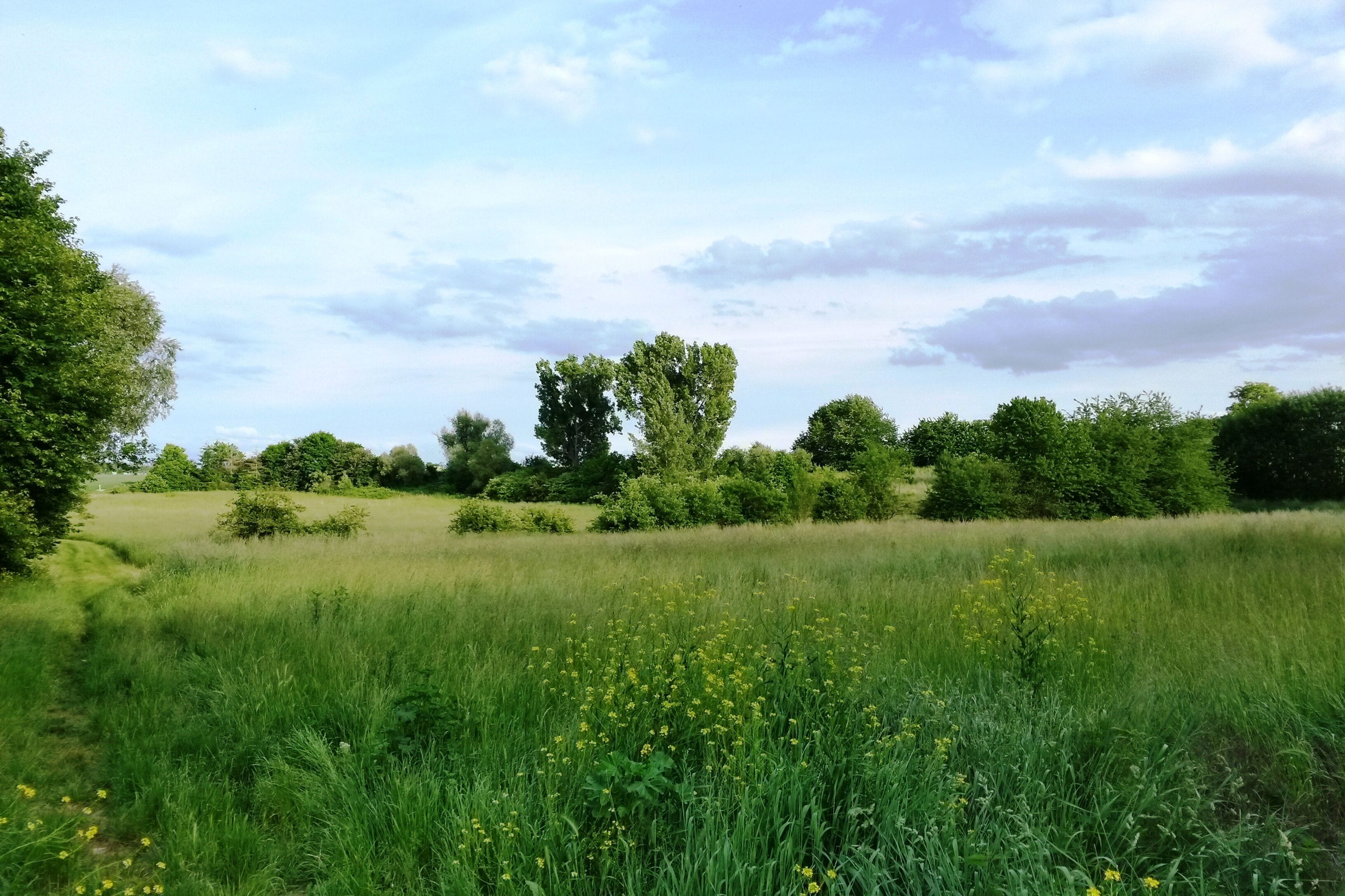 A grassy field with yellow flowers and trees in the background.