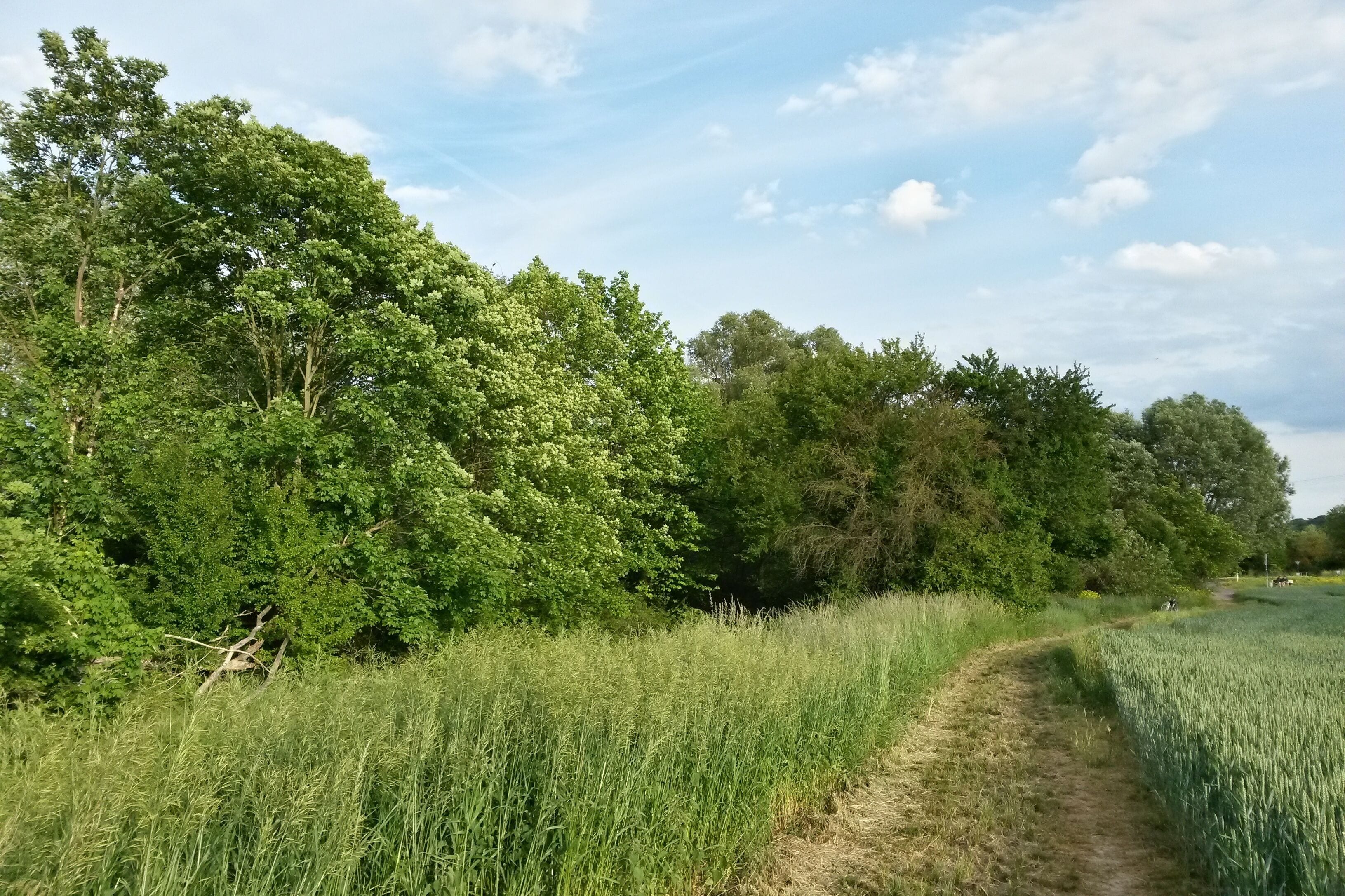 Naturschutzgebiet Im Flößrich/Gänsklauer im Landkreis Mainz-Bingen (Bubenheim, Schwabenheim): Baumgruppen und Gehölze an der Selz (nördlich der K16).