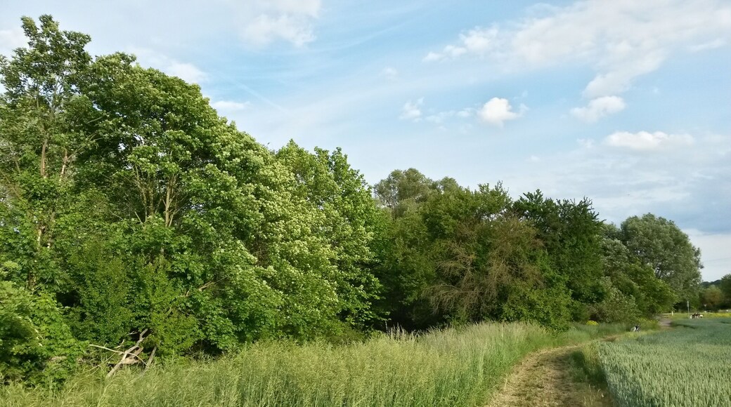 Naturschutzgebiet Im Flรถรrich/Gรคnsklauer im Landkreis Mainz-Bingen (Bubenheim, Schwabenheim): Baumgruppen und Gehรถlze an der Selz (nรถrdlich der K16).
