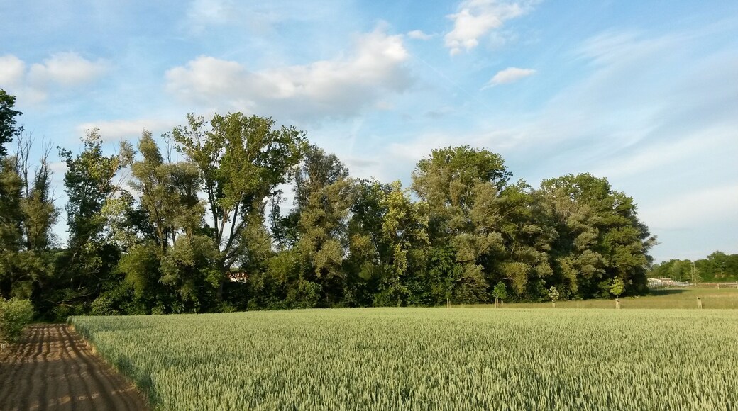 Naturschutzgebiet „Am Totenweg“ im Landkreis Mainz-Bingen (Stadecken-Elsheim, Engelstadt): Schutzzweck ist die Erhaltung und Entwicklung eines ökologisch wertvollen Bereichs der Selzniederung mit naturnahem Bachlauf und Graben, Gehölzbeständen, Schilfröhricht sowie grundfeuchten Grünland-, Ackerflächen und Buschobstkulturen als Standorte typischer und seltener wildwachsender Pflanzenarten, Lebensstätte, Rast-, Überwinterungs- und Trittsteinbiotope für typische und seltene, in ihrem Bestand bedrohte Tierarten sowie entsprechenden Lebensgemeinschaften im Gesamtverband eines den Einzugsbereich der Selz umfassenden vernetzten Biotopsstems.
