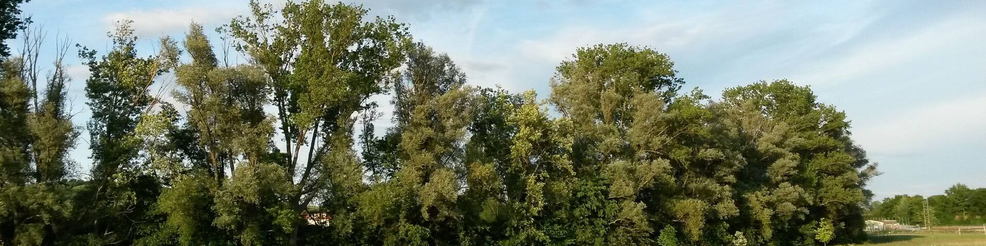 Naturschutzgebiet „Am Totenweg“ im Landkreis Mainz-Bingen (Stadecken-Elsheim, Engelstadt): Schutzzweck ist die Erhaltung und Entwicklung eines ökologisch wertvollen Bereichs der Selzniederung mit naturnahem Bachlauf und Graben, Gehölzbeständen, Schilfröhricht sowie grundfeuchten Grünland-, Ackerflächen und Buschobstkulturen als Standorte typischer und seltener wildwachsender Pflanzenarten, Lebensstätte, Rast-, Überwinterungs- und Trittsteinbiotope für typische und seltene, in ihrem Bestand bedrohte Tierarten sowie entsprechenden Lebensgemeinschaften im Gesamtverband eines den Einzugsbereich der Selz umfassenden vernetzten Biotopsstems.