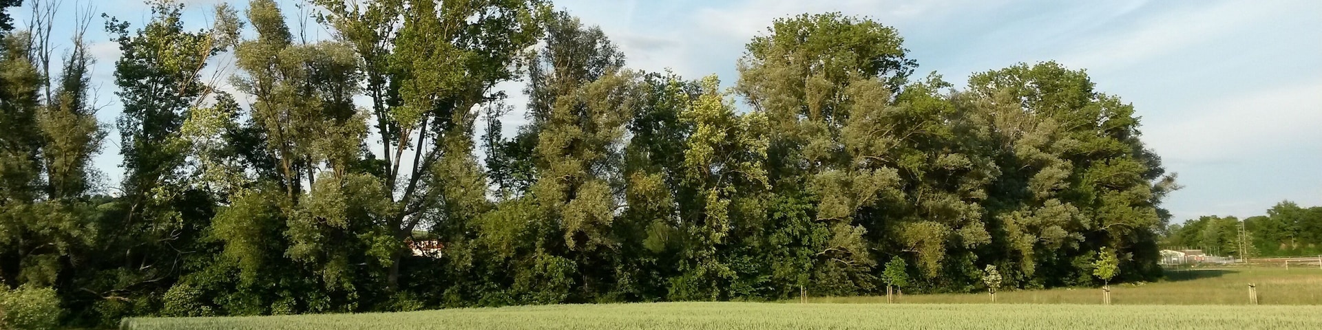Naturschutzgebiet „Am Totenweg“ im Landkreis Mainz-Bingen (Stadecken-Elsheim, Engelstadt): Schutzzweck ist die Erhaltung und Entwicklung eines ökologisch wertvollen Bereichs der Selzniederung mit naturnahem Bachlauf und Graben, Gehölzbeständen, Schilfröhricht sowie grundfeuchten Grünland-, Ackerflächen und Buschobstkulturen als Standorte typischer und seltener wildwachsender Pflanzenarten, Lebensstätte, Rast-, Überwinterungs- und Trittsteinbiotope für typische und seltene, in ihrem Bestand bedrohte Tierarten sowie entsprechenden Lebensgemeinschaften im Gesamtverband eines den Einzugsbereich der Selz umfassenden vernetzten Biotopsstems.